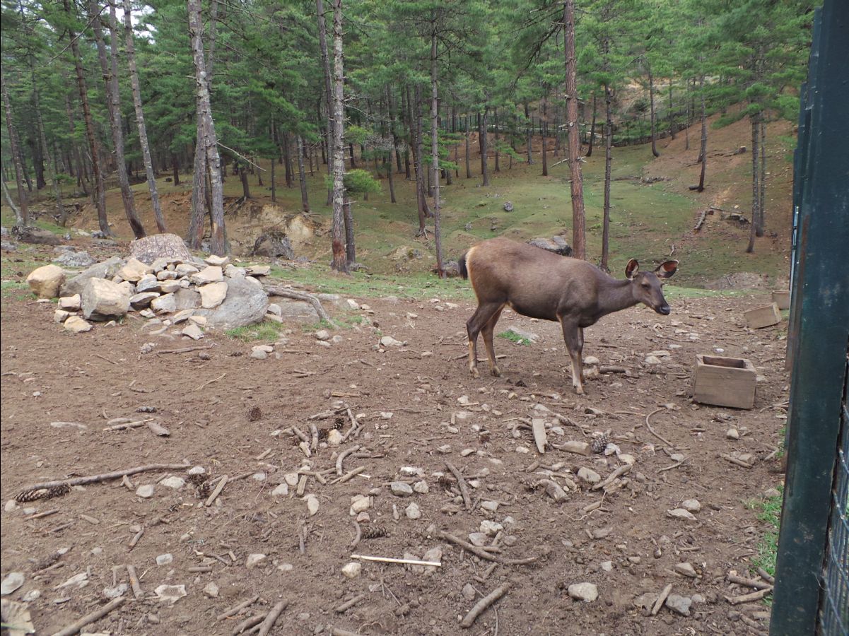 Takin - National Animal02